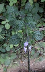 Stachytarpheta