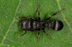 Procryptocerus