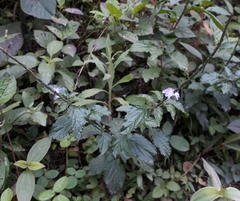 Stachytarpheta