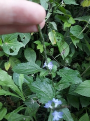 Stachytarpheta