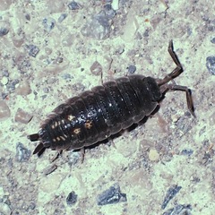Porcellio ornatus