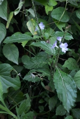 Stachytarpheta