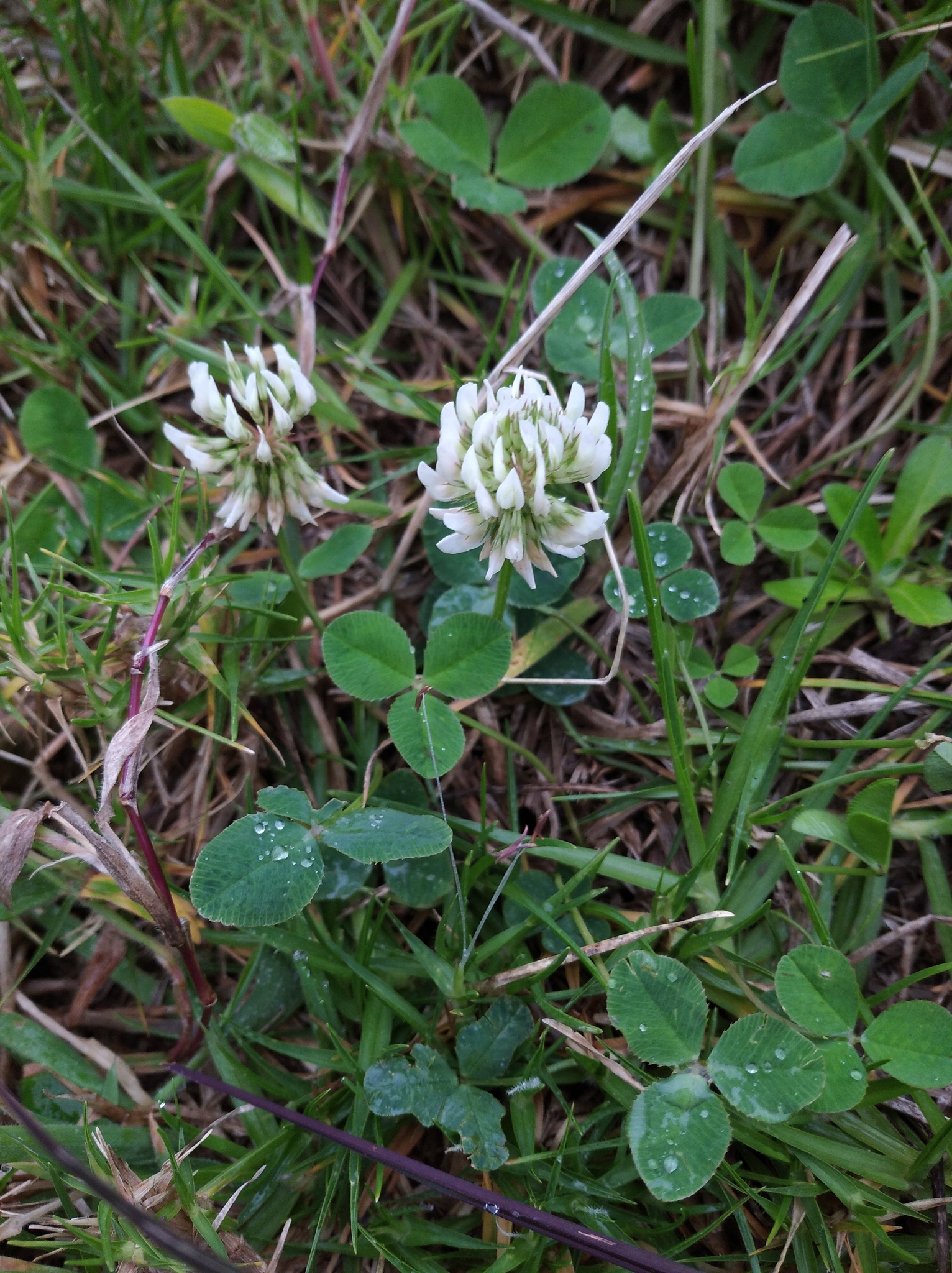 Trifolium repens image