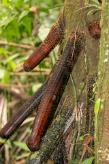 Iriartea deltoidea