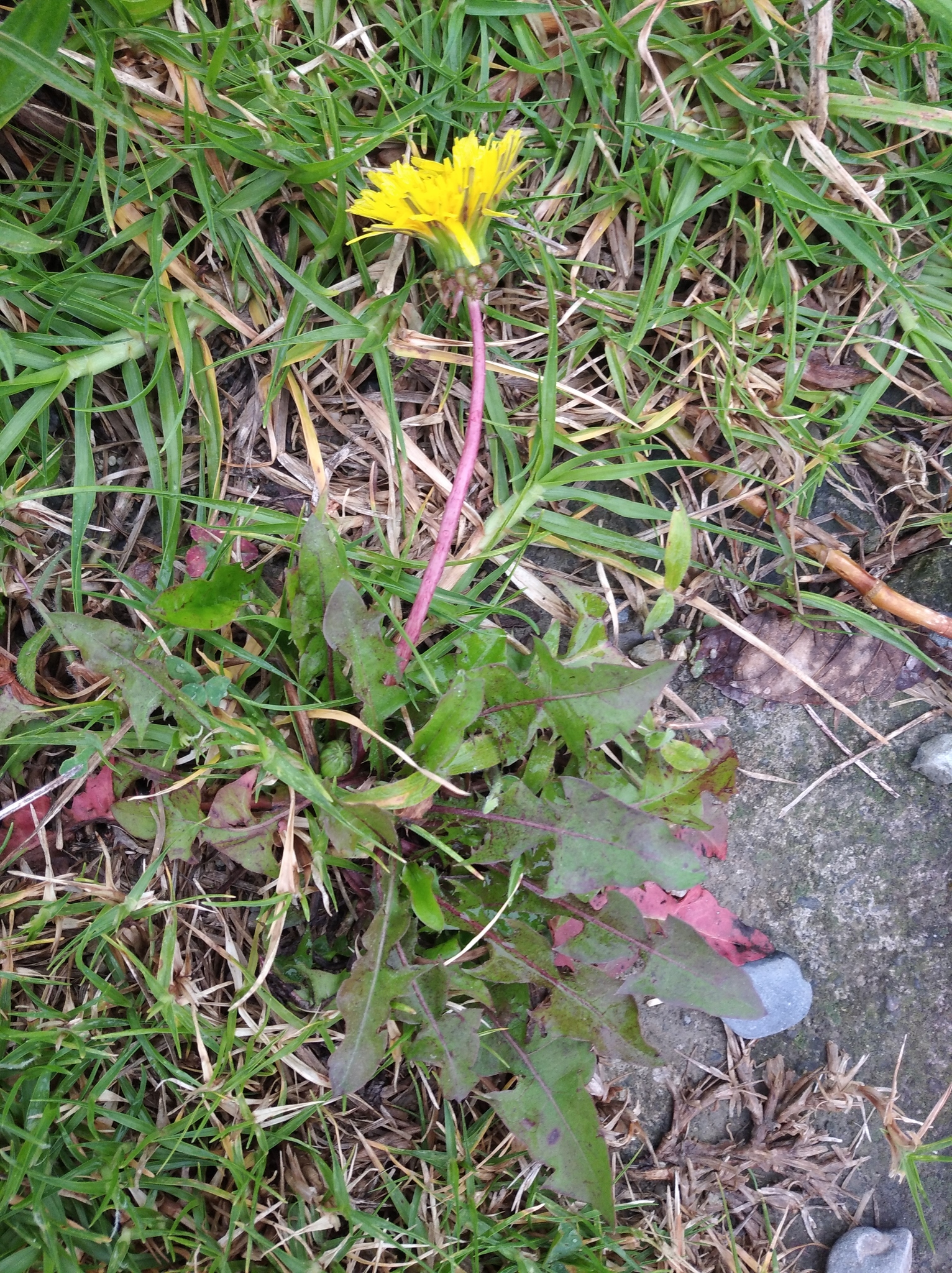 Taraxacum image