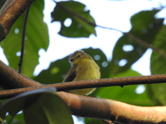 Myiophobus flavicans