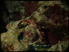 Mithrax