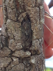 Parnisa