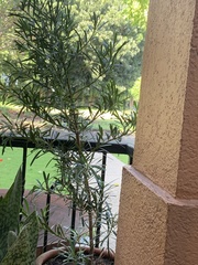 Tracheophyta
