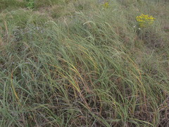 Panicum racemosum