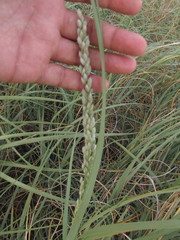Panicum racemosum
