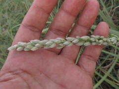 Panicum racemosum