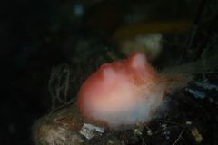 Cnemidocarpa finmarkiensis