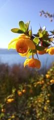 Berberis microphylla