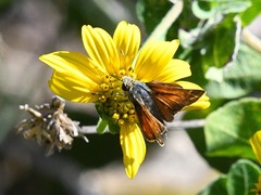 Hesperia woodgatei