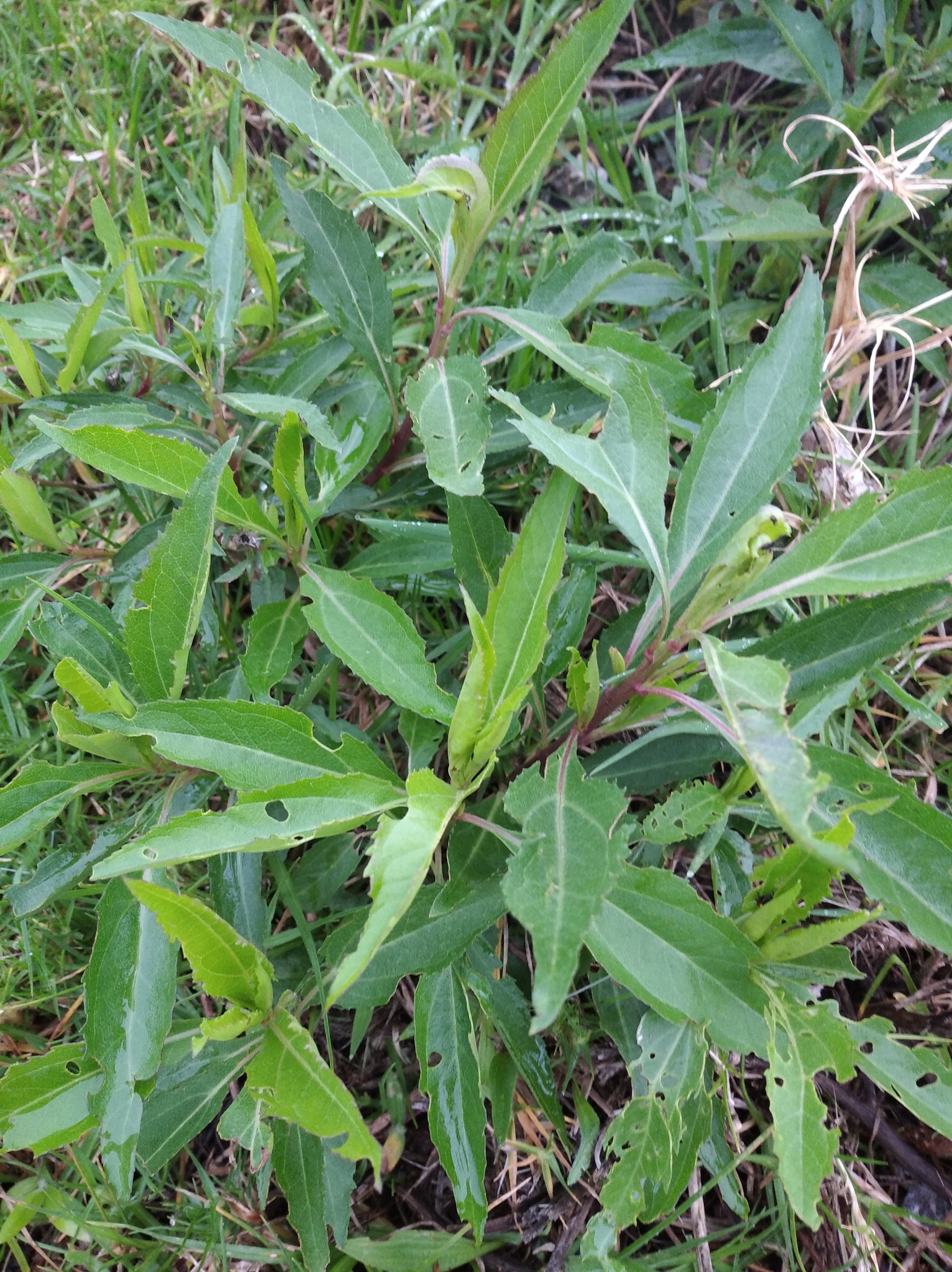Baccharis image