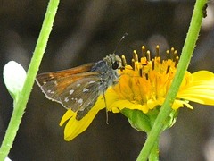 Hesperia woodgatei