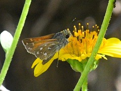 Hesperia woodgatei