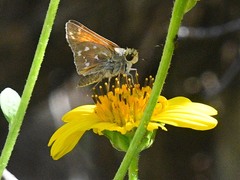 Hesperia woodgatei