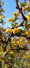 Berberis microphylla