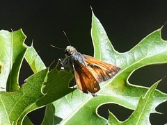 Hesperia woodgatei