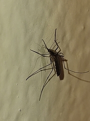 Aedes scapularis