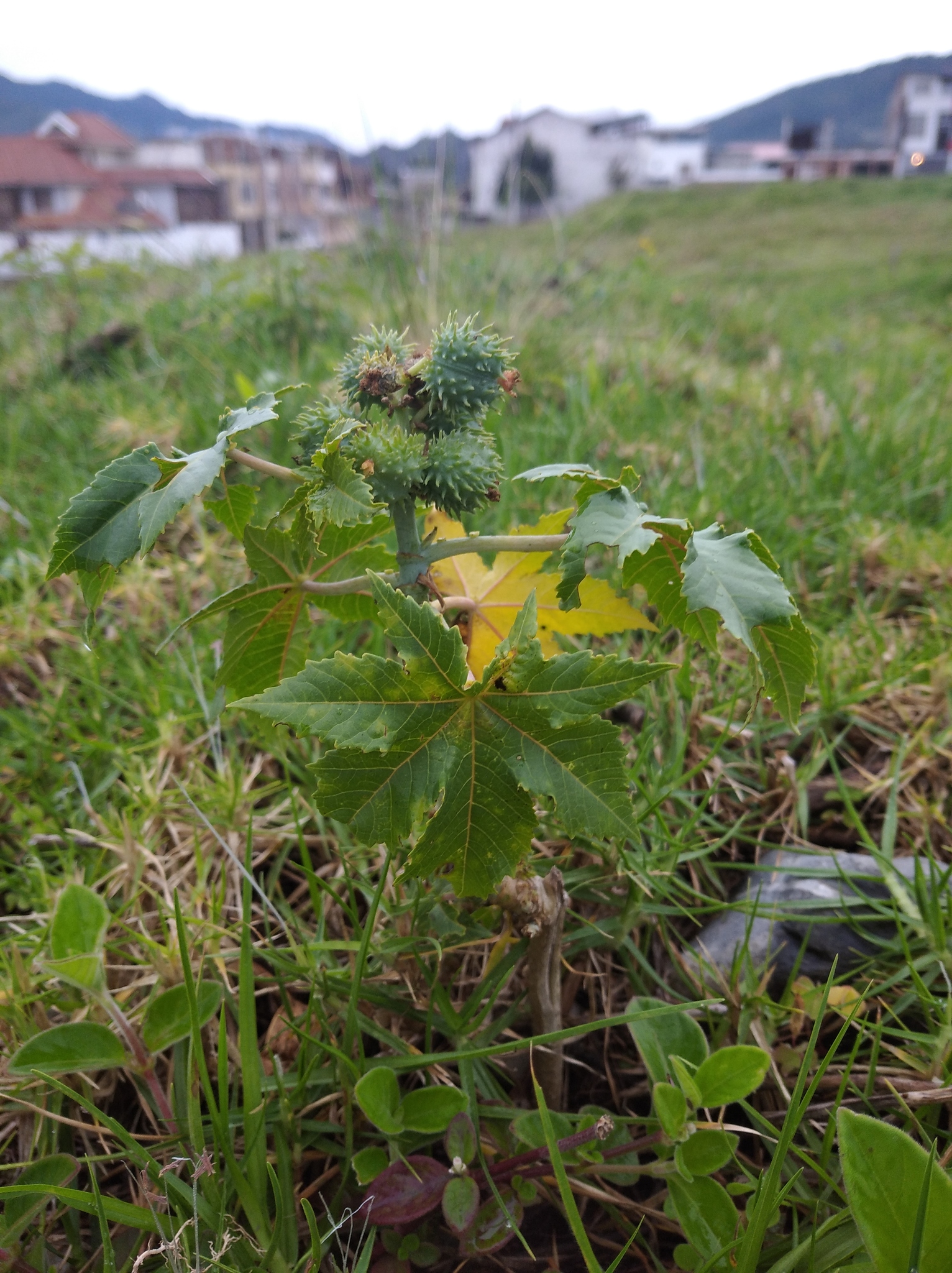Ricinus communis image