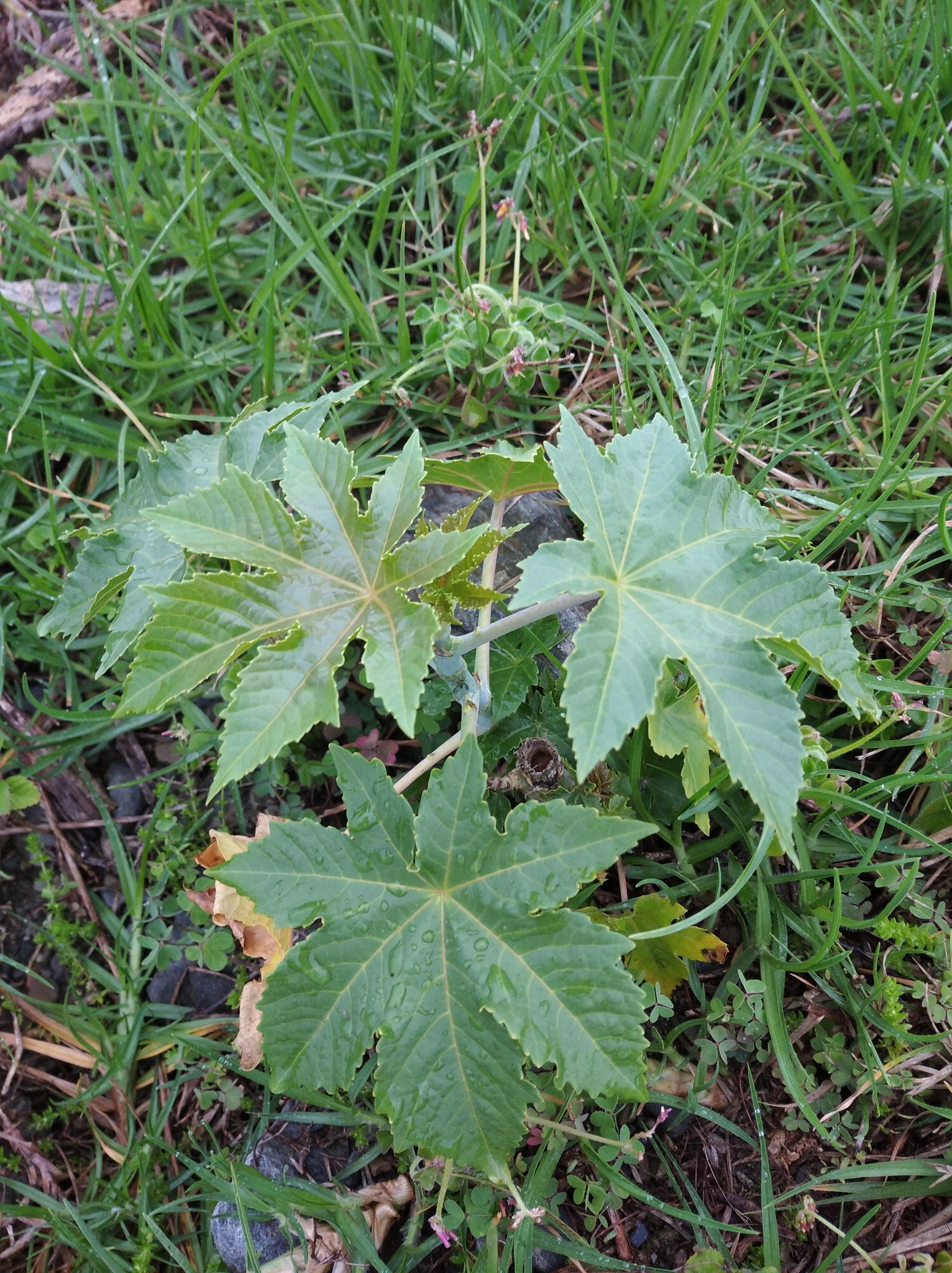 Ricinus communis image