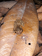 Osteocephalus oophagus