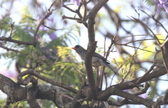 Hypsipetes madagascariensis