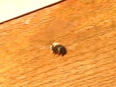 Xylocopa virginica texana