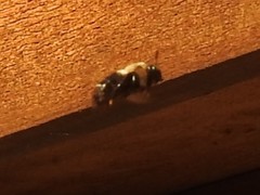 Xylocopa virginica texana
