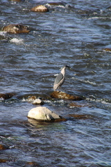 Nycticorax nycticorax