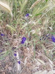 Anchusa hybrida