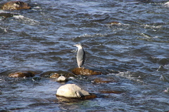 Nycticorax nycticorax