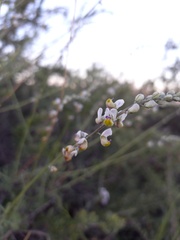 Monnina dictyocarpa