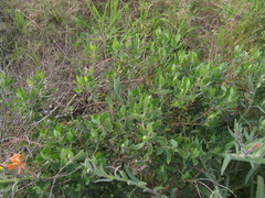 Baccharis dracunculifolia