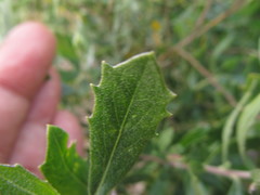 Baccharis dracunculifolia