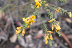 Pultenaea daltonii
