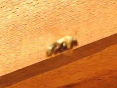 Xylocopa virginica texana