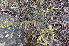 Pultenaea daltonii