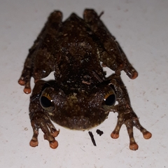 Osteocephalus oophagus