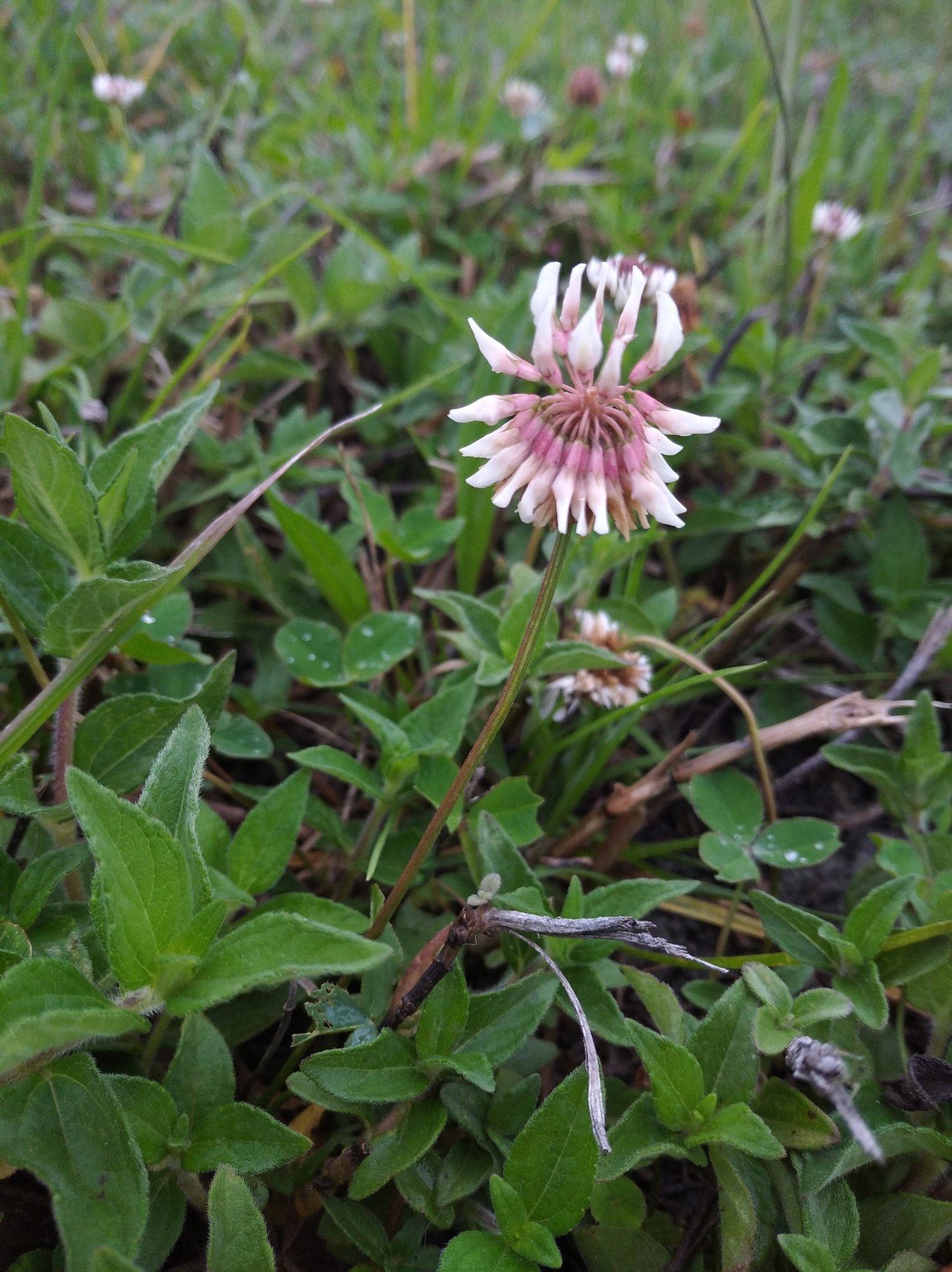 Trifolium repens image