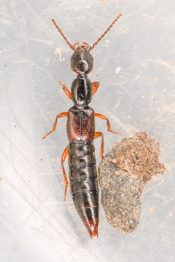 Lobrathium jacobinum
