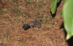 Caprimulgus madagascariensis