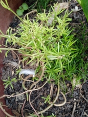 Portulaca grandiflora