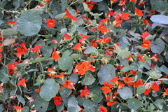 Tropaeolum majus