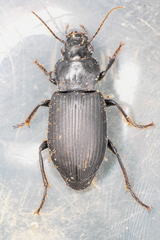 Anisodactylus anisodactylus