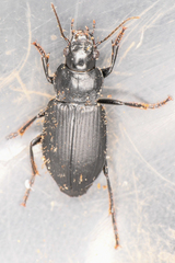 Anisodactylus anisodactylus