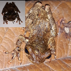 Osteocephalus oophagus